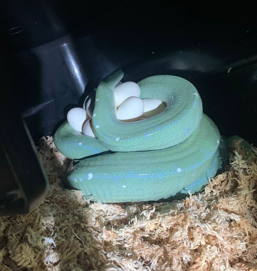 Aru outcross female green tree python